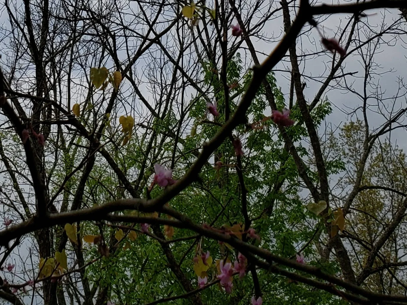 redbud.webp