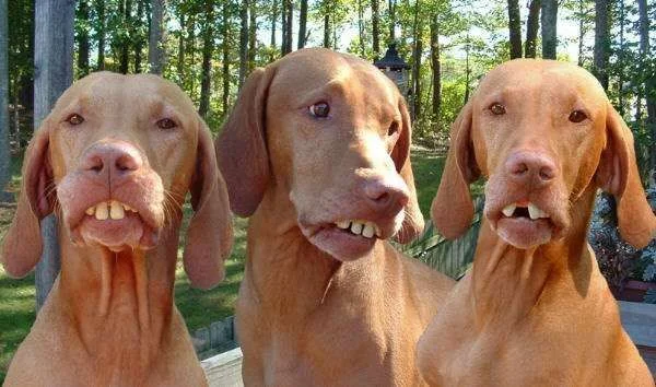 redneck hounds.webp