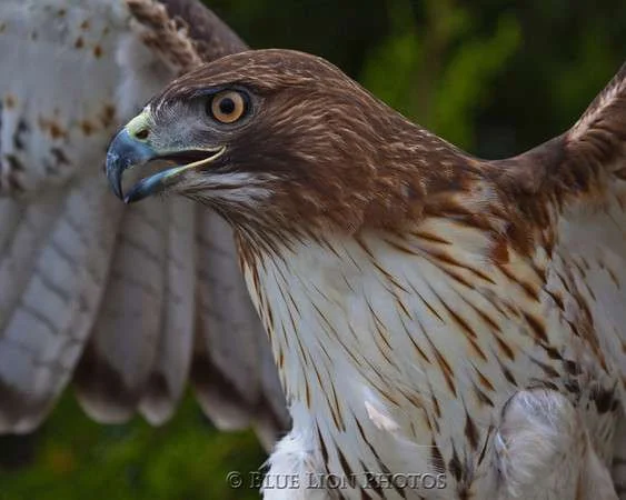 RedTailedHawk-1503-M.webp