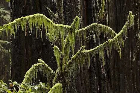 redwoods-forest-life_8430.webp