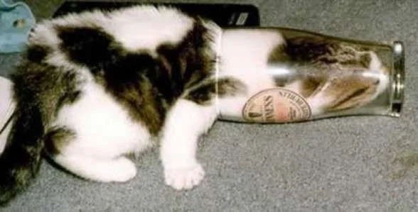 Related Items Alcohol animals beer Cats Dogs drinking drunk Top 10.webp