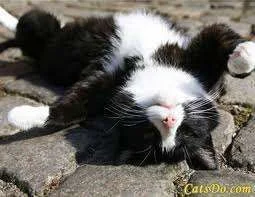 Relaxing in sun.webp