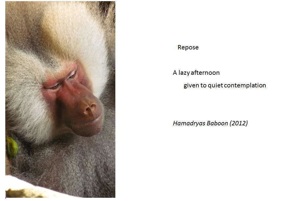 repose c.webp
