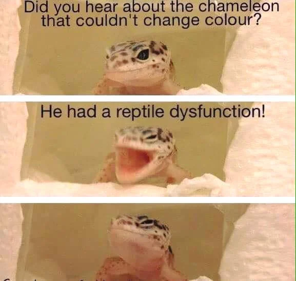 reptile.webp