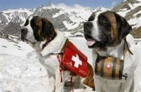 rescue st bernards.webp