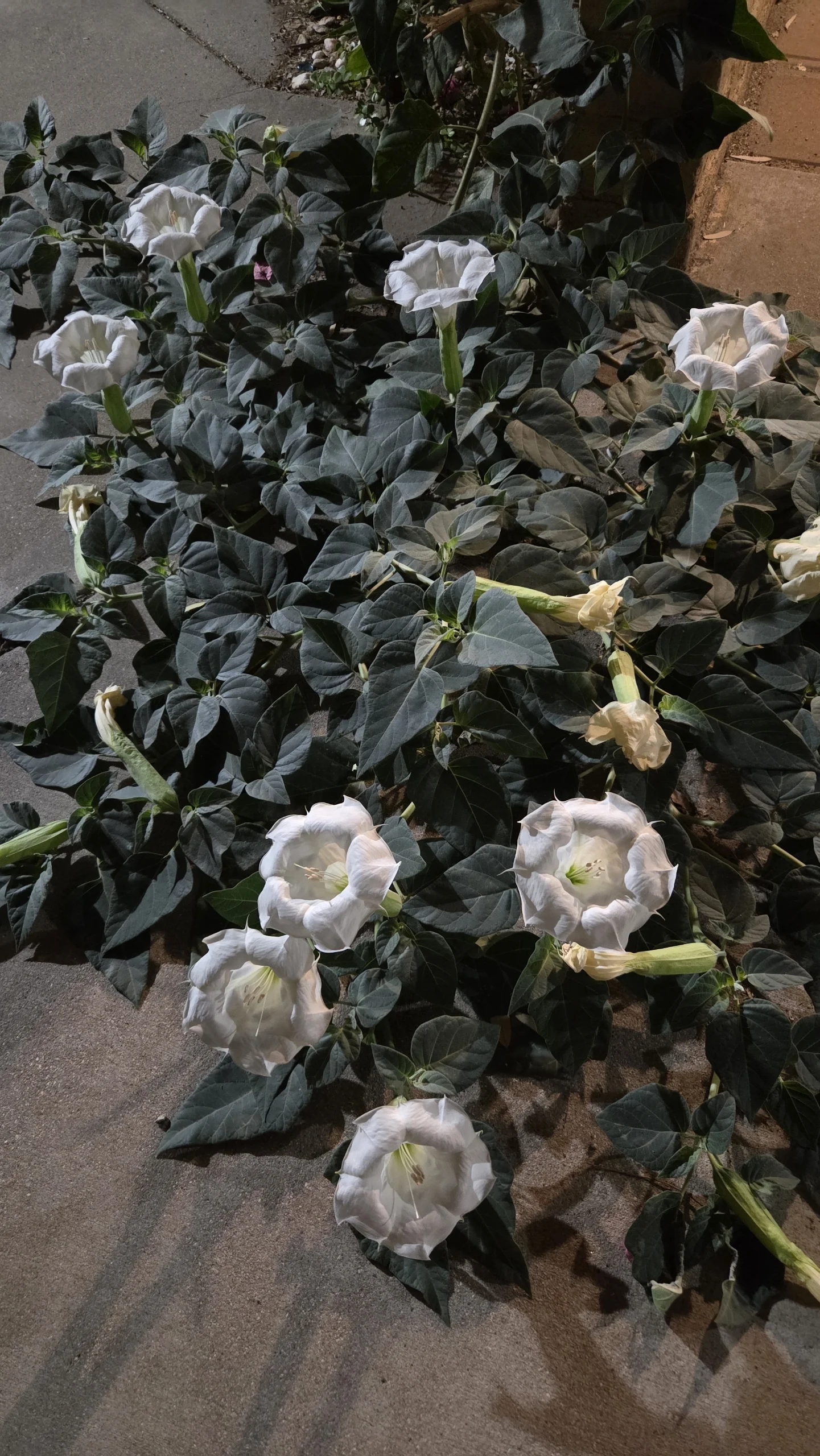 Resized_20250613_221221.webp