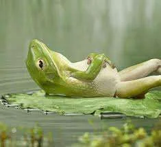 rest froggie.webp