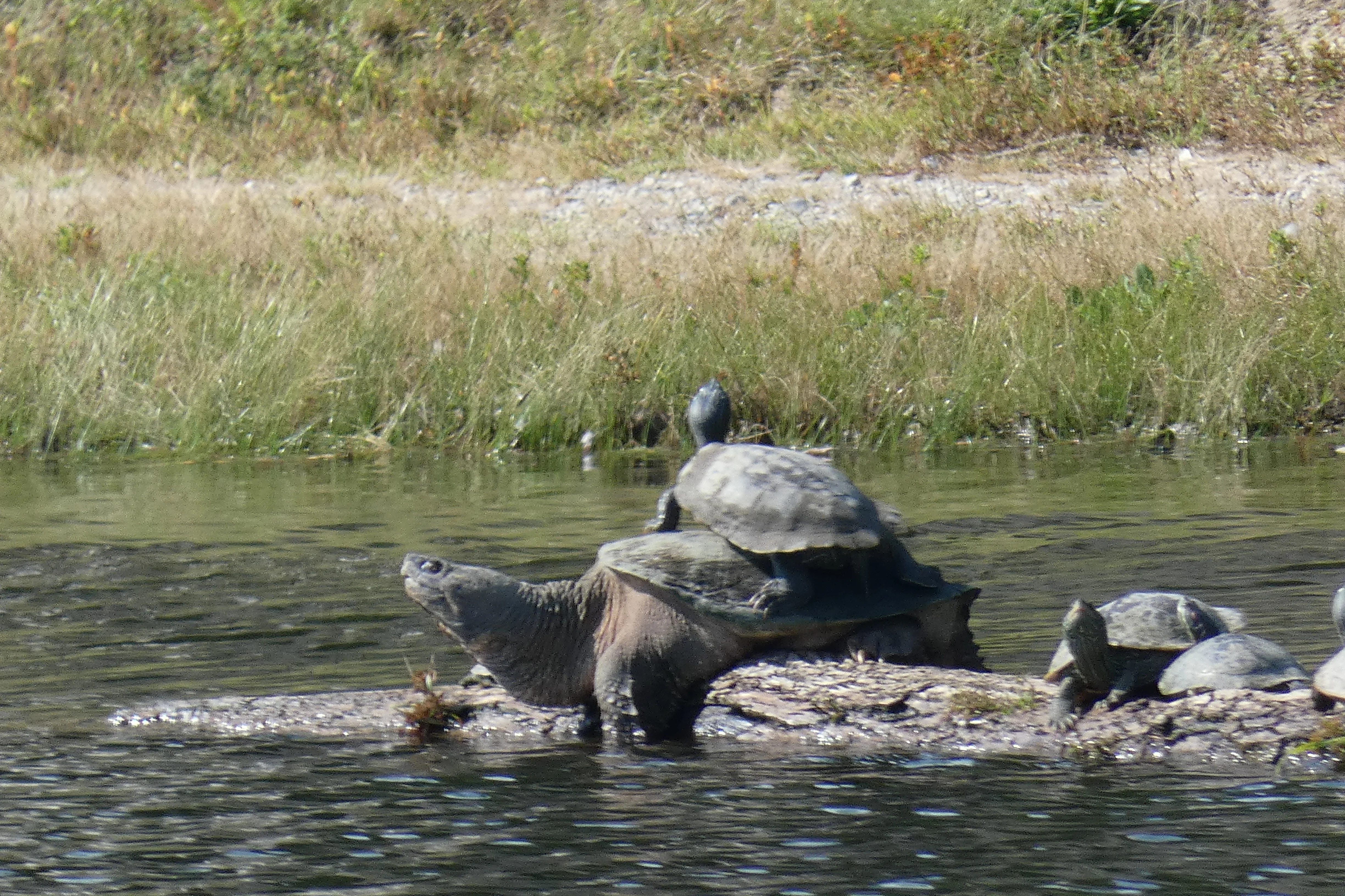 resting on anothers back.webp