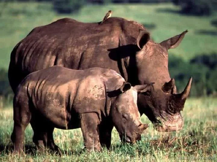 rhinos.webp