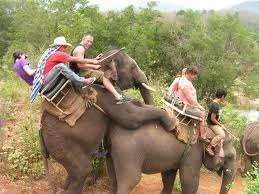 ride an elephant.webp