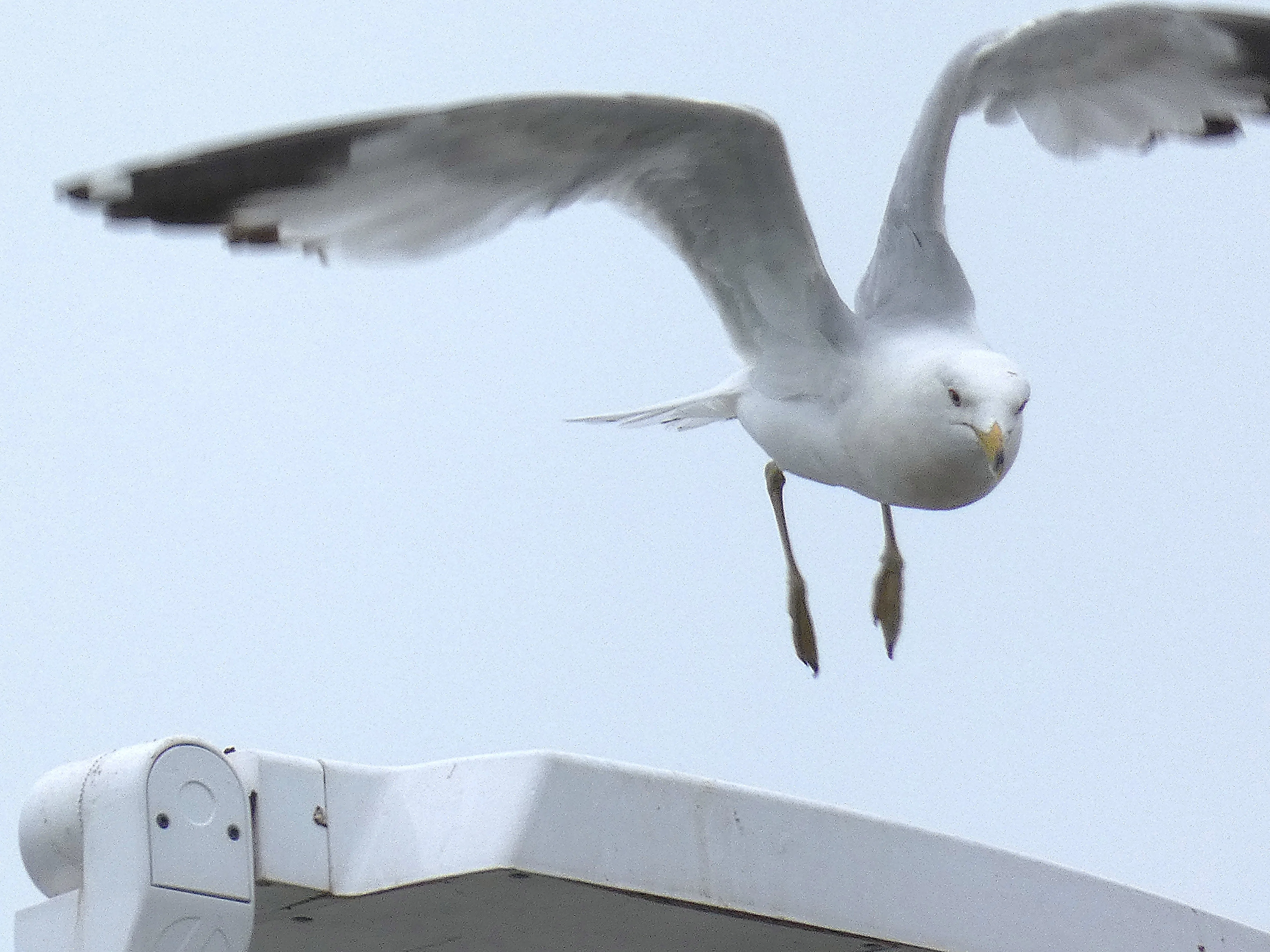 Ring-billed gull IN.webp
