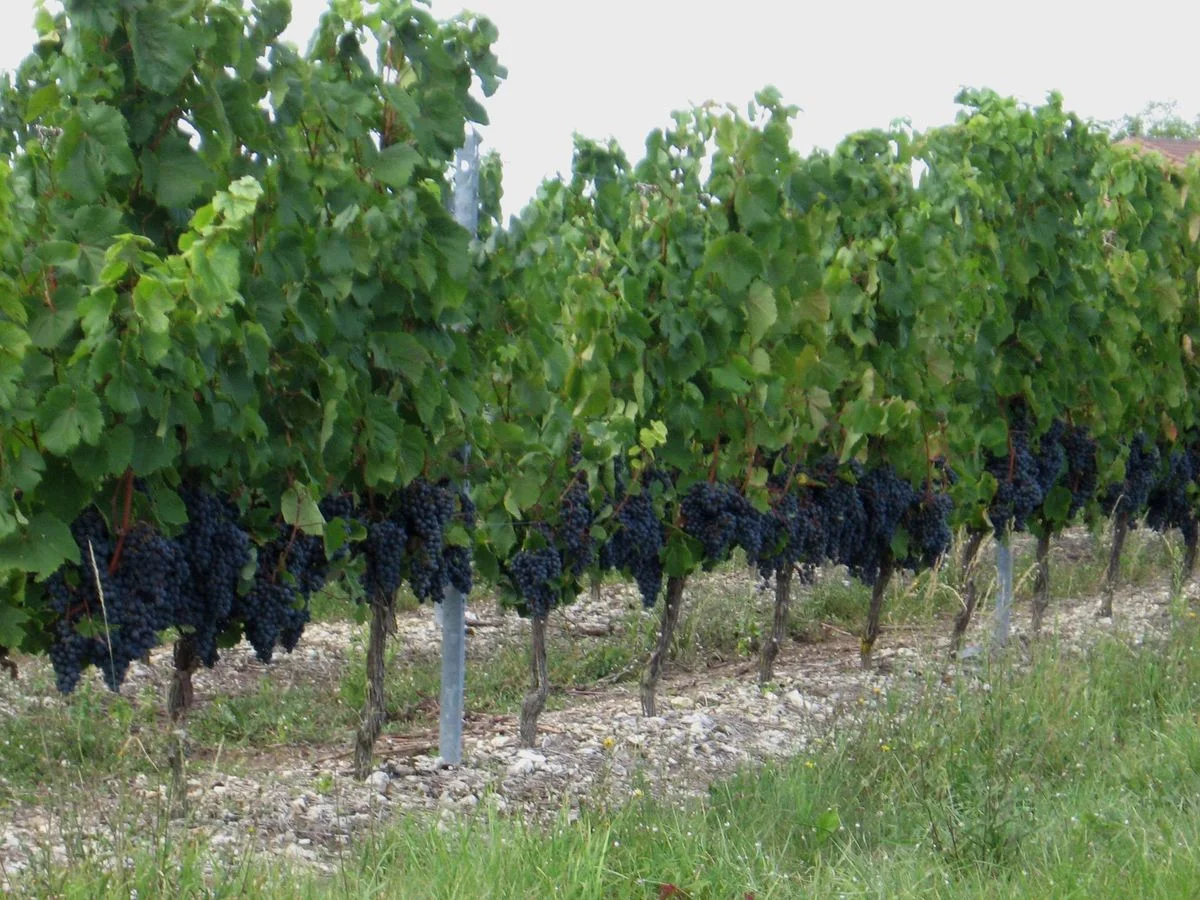 Ripe grapes.webp