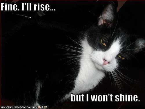 rise kitty.webp