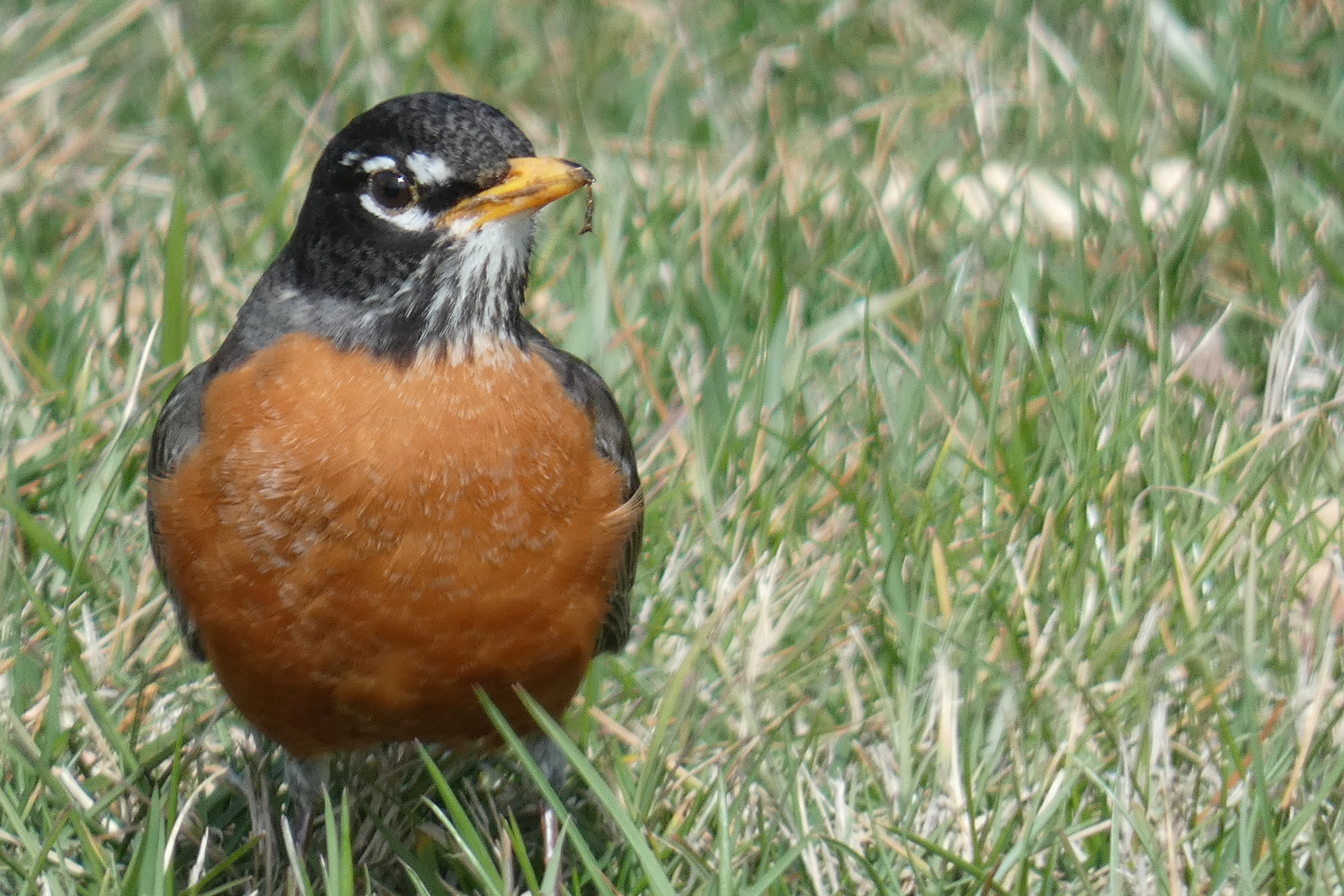 Robin 03052023.webp