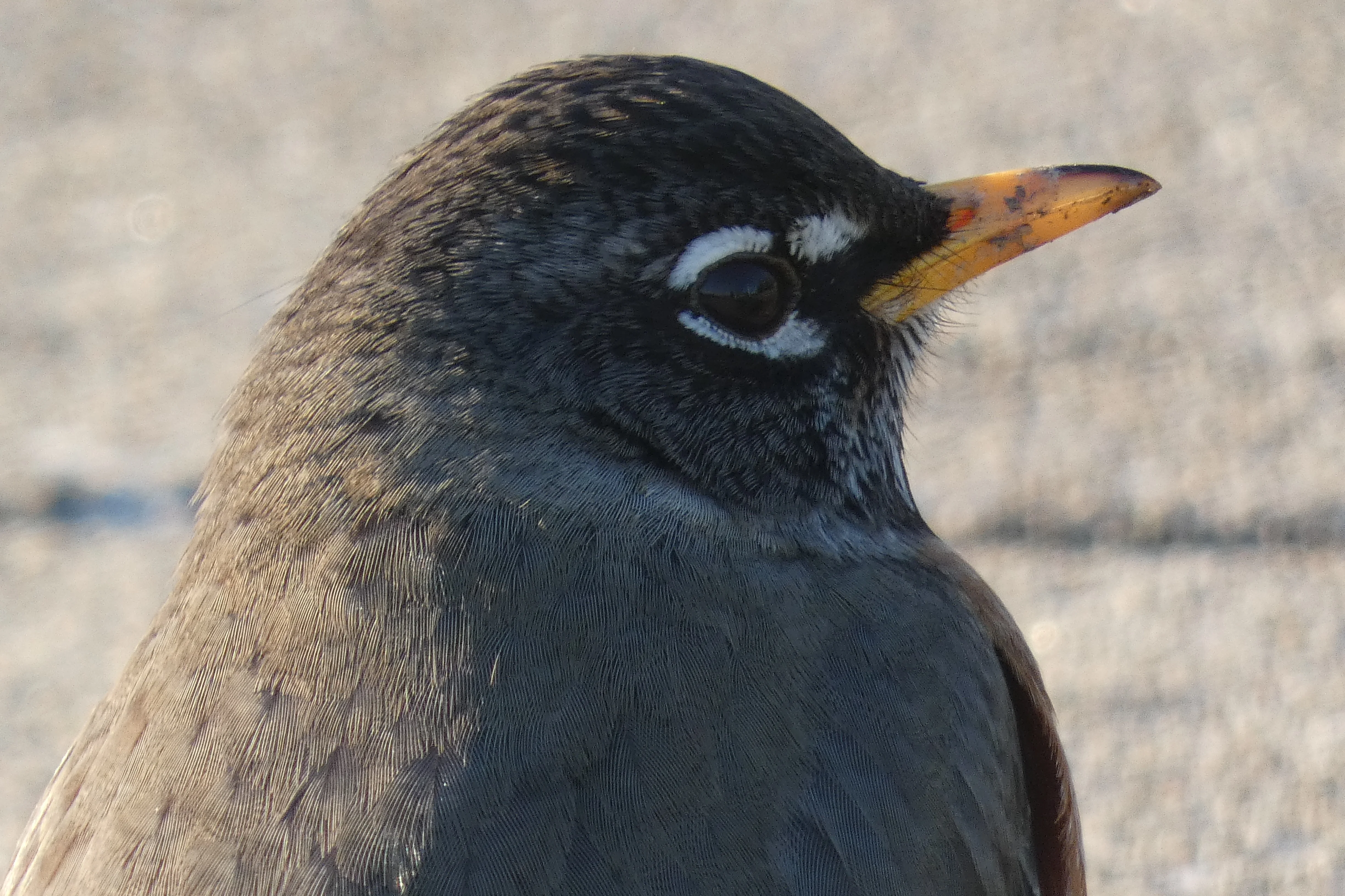robin 03092022.webp