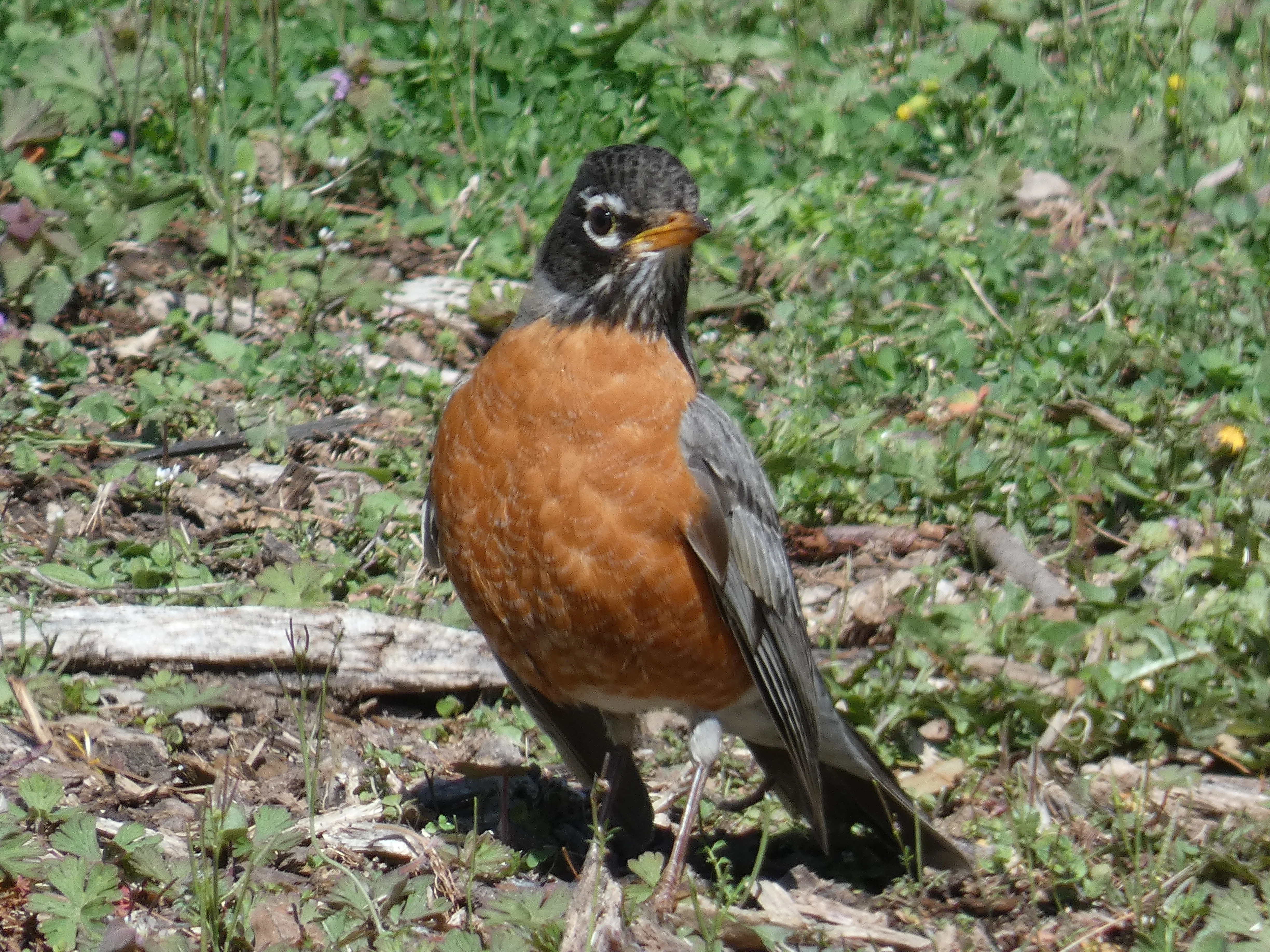 Robin 03162024_2.webp