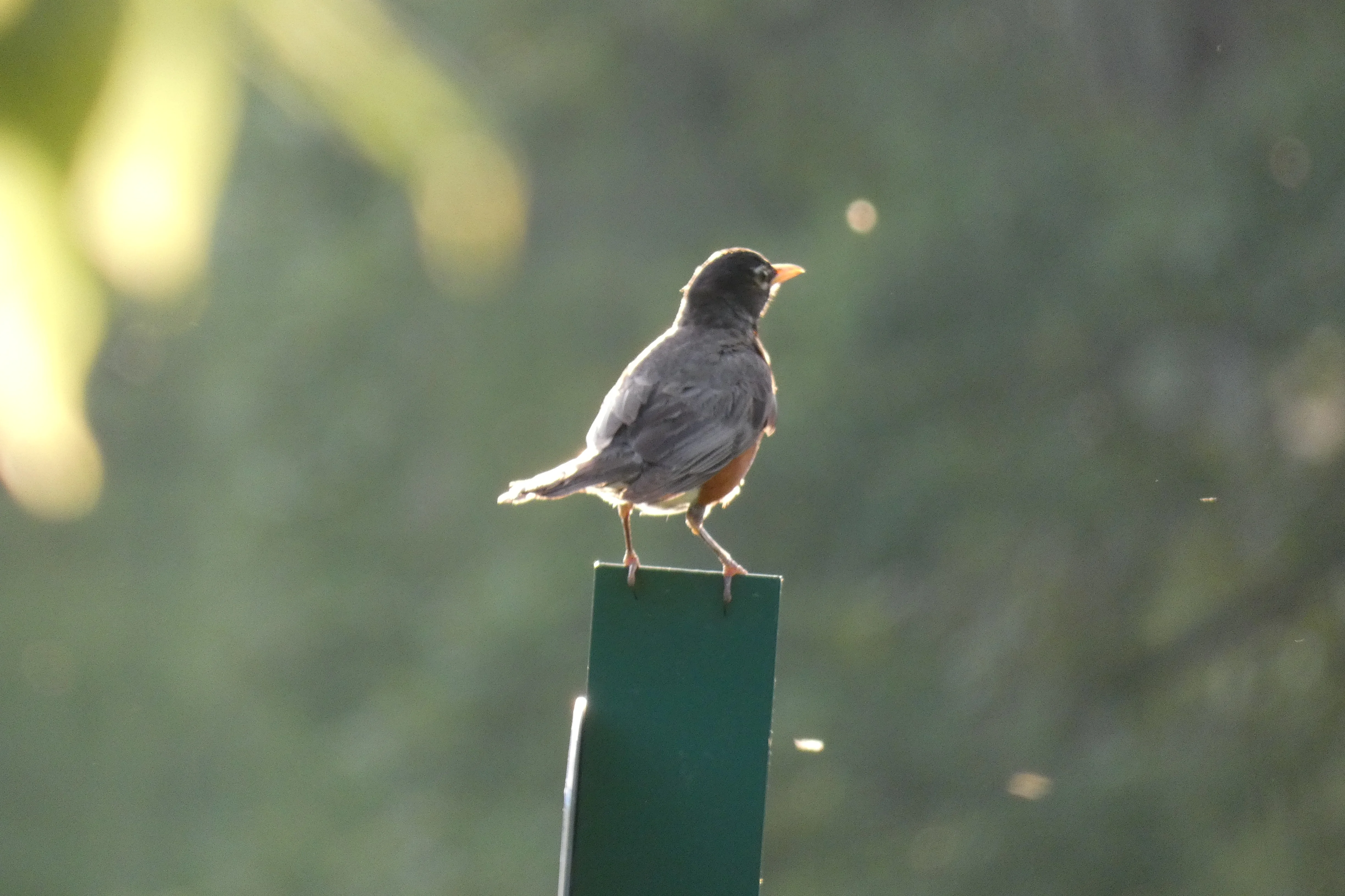Robin in the evening.webp