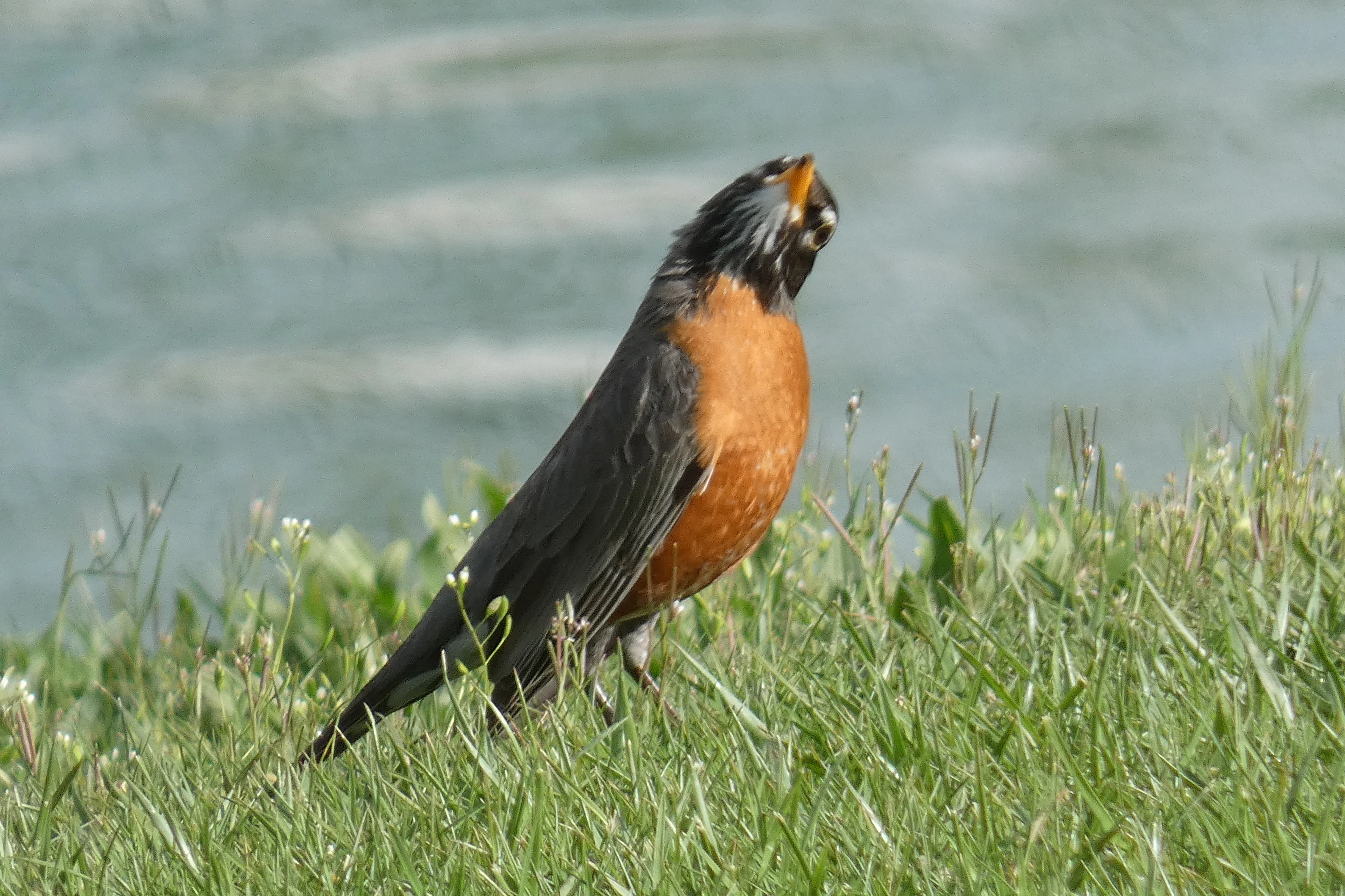 Robin listening.webp