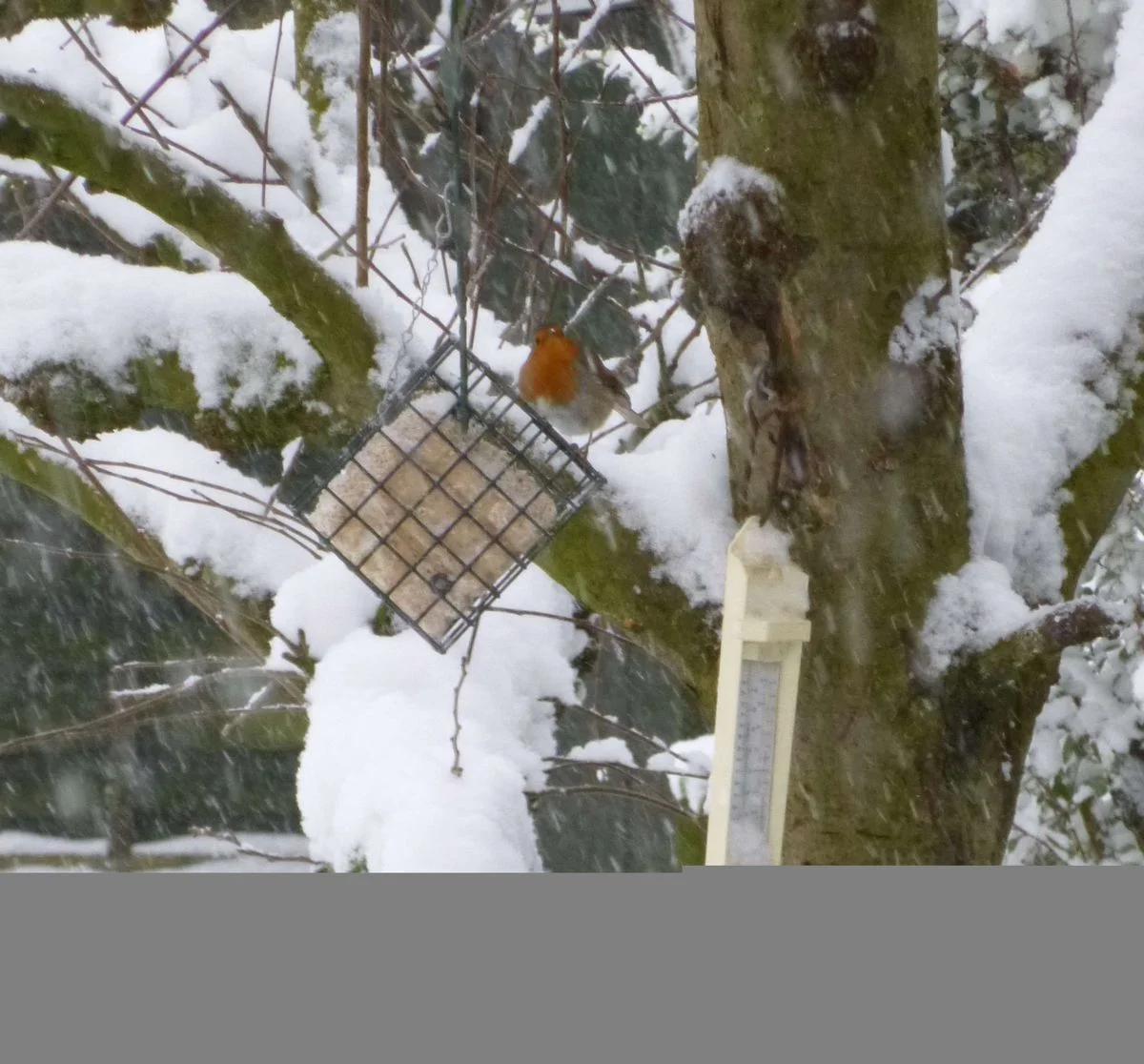 Robin.webp