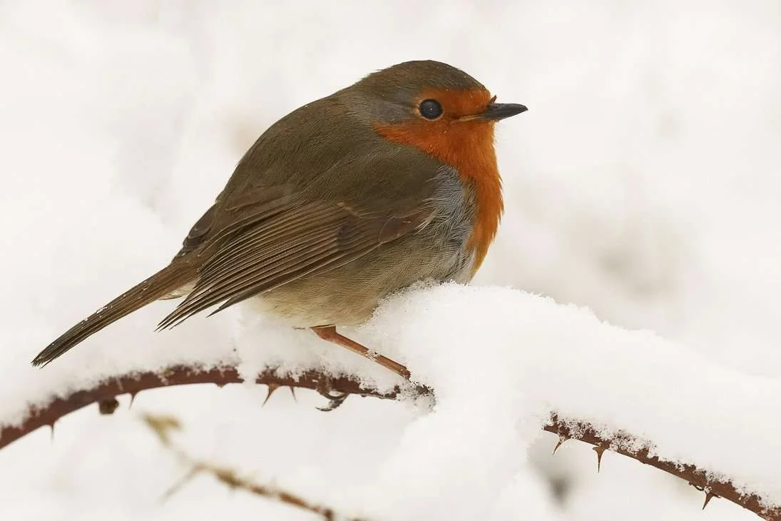 robin.webp