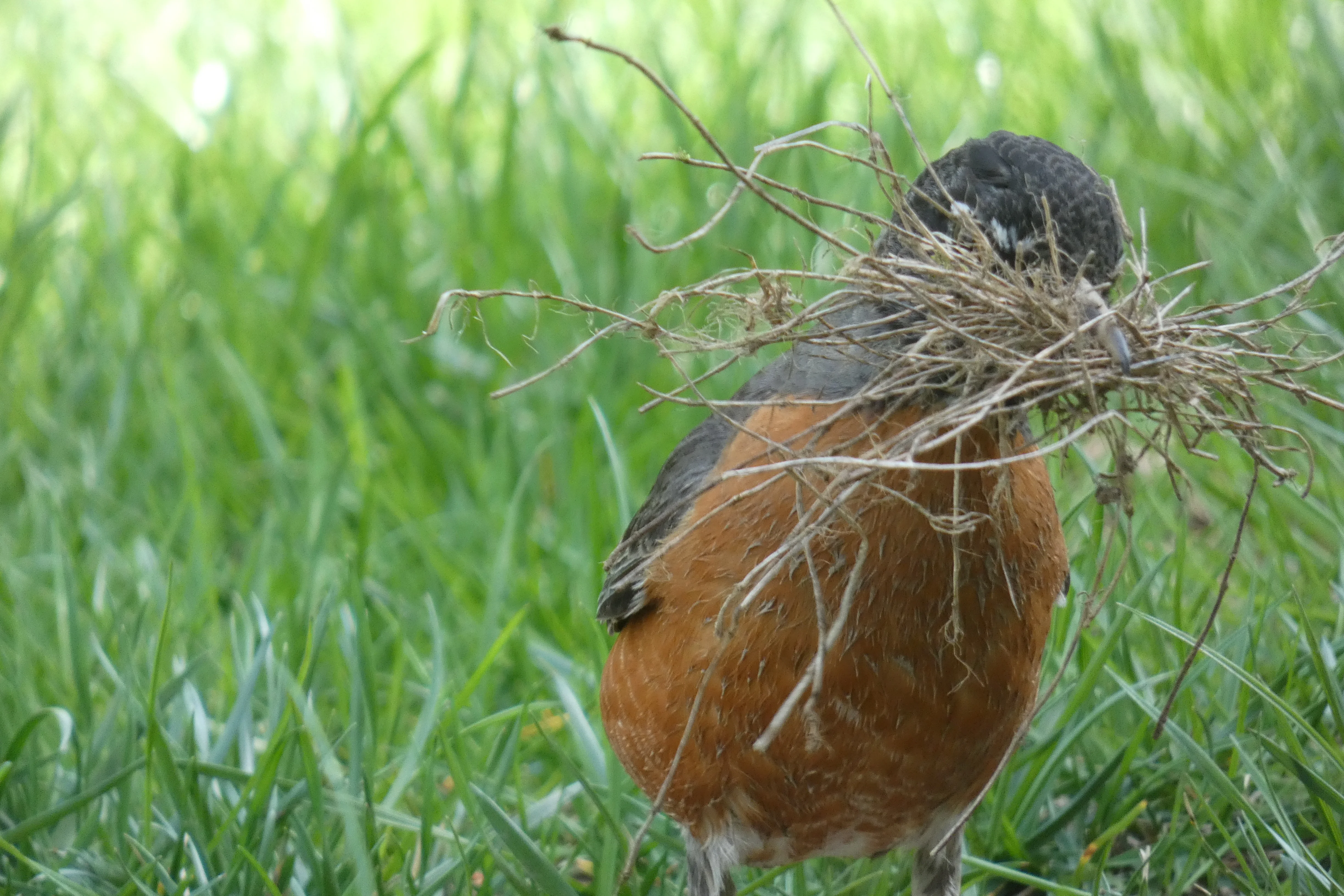 robin with nesting material.webp