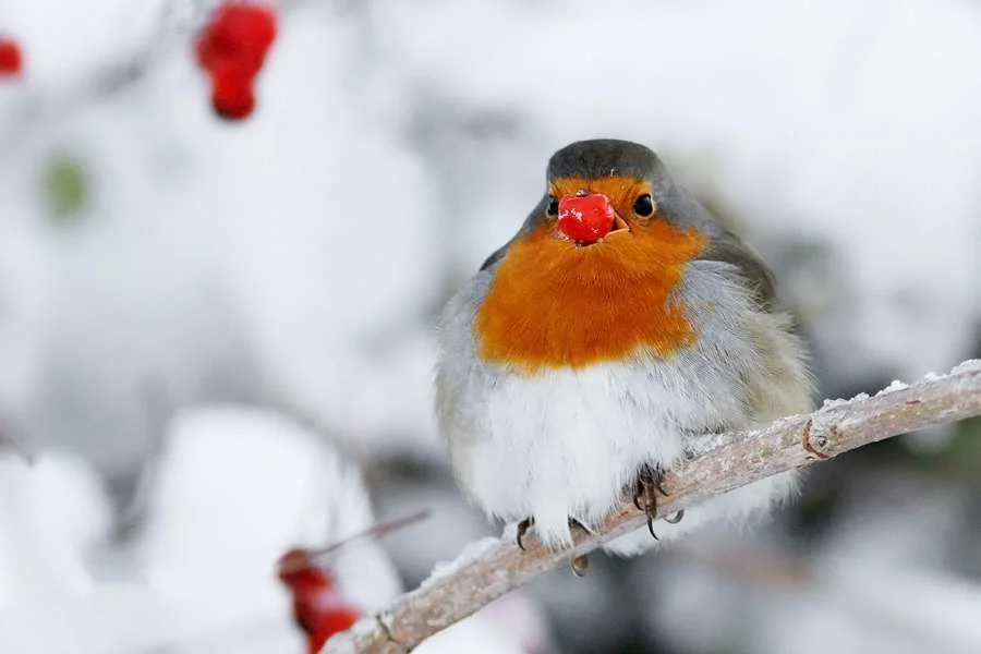 robin2.webp