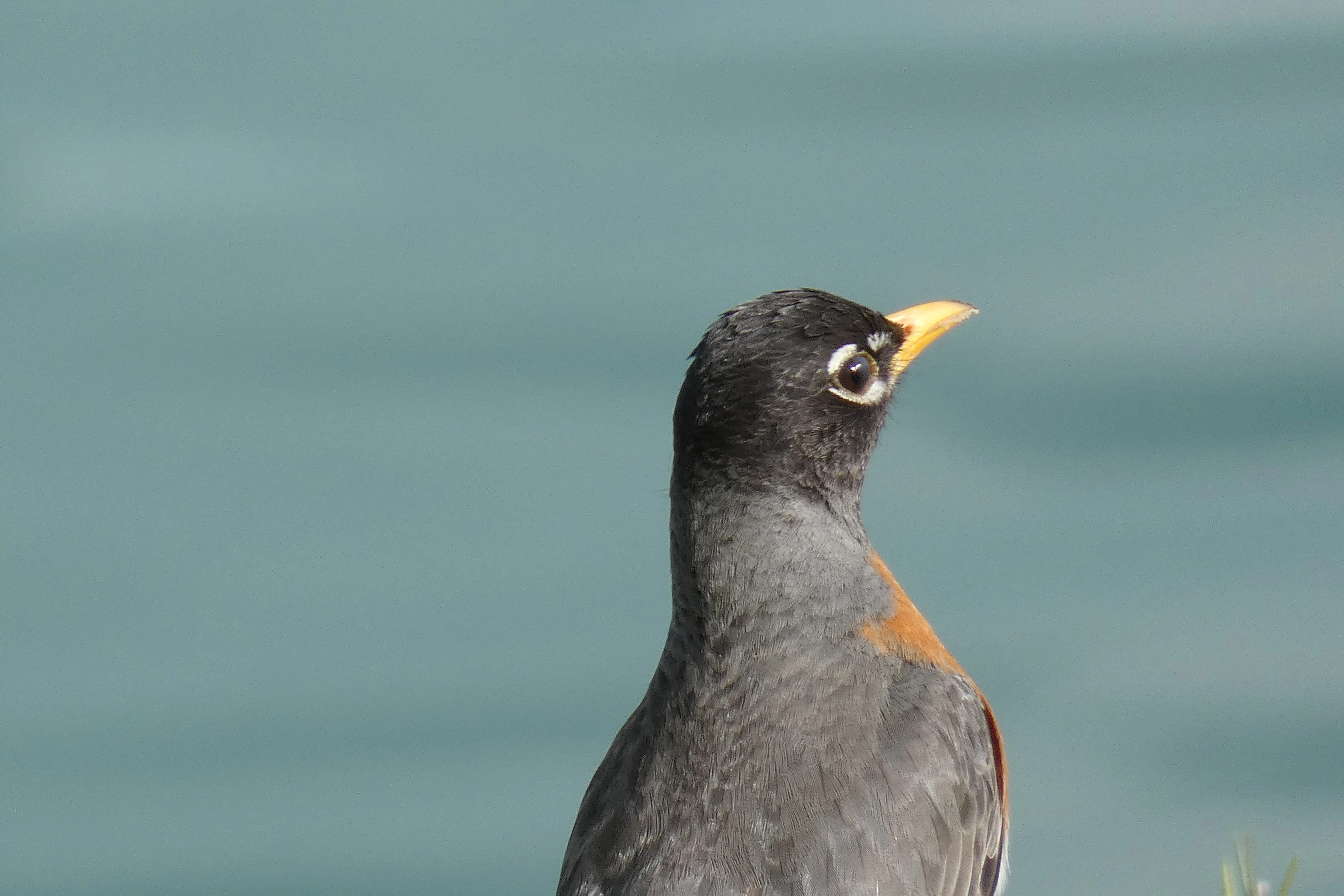 robin_2 04142023.webp