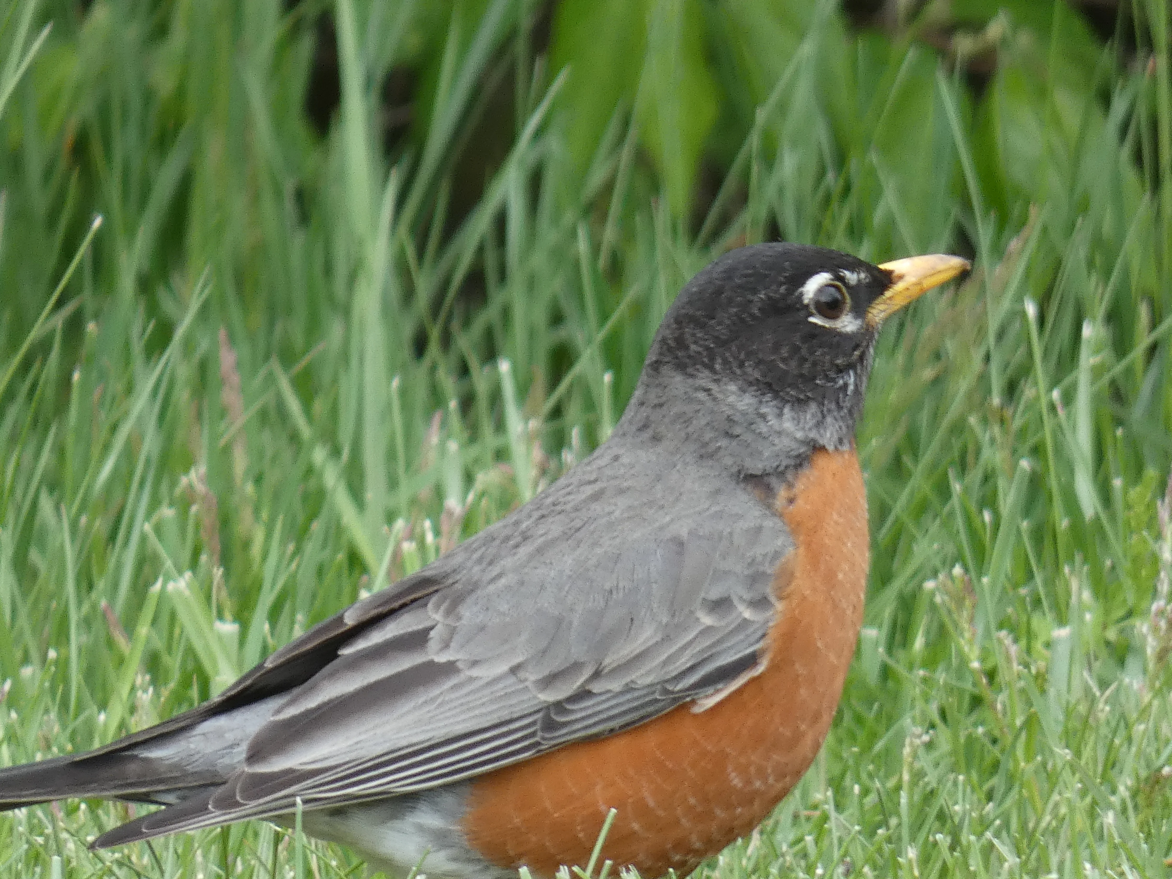 robin_2.webp