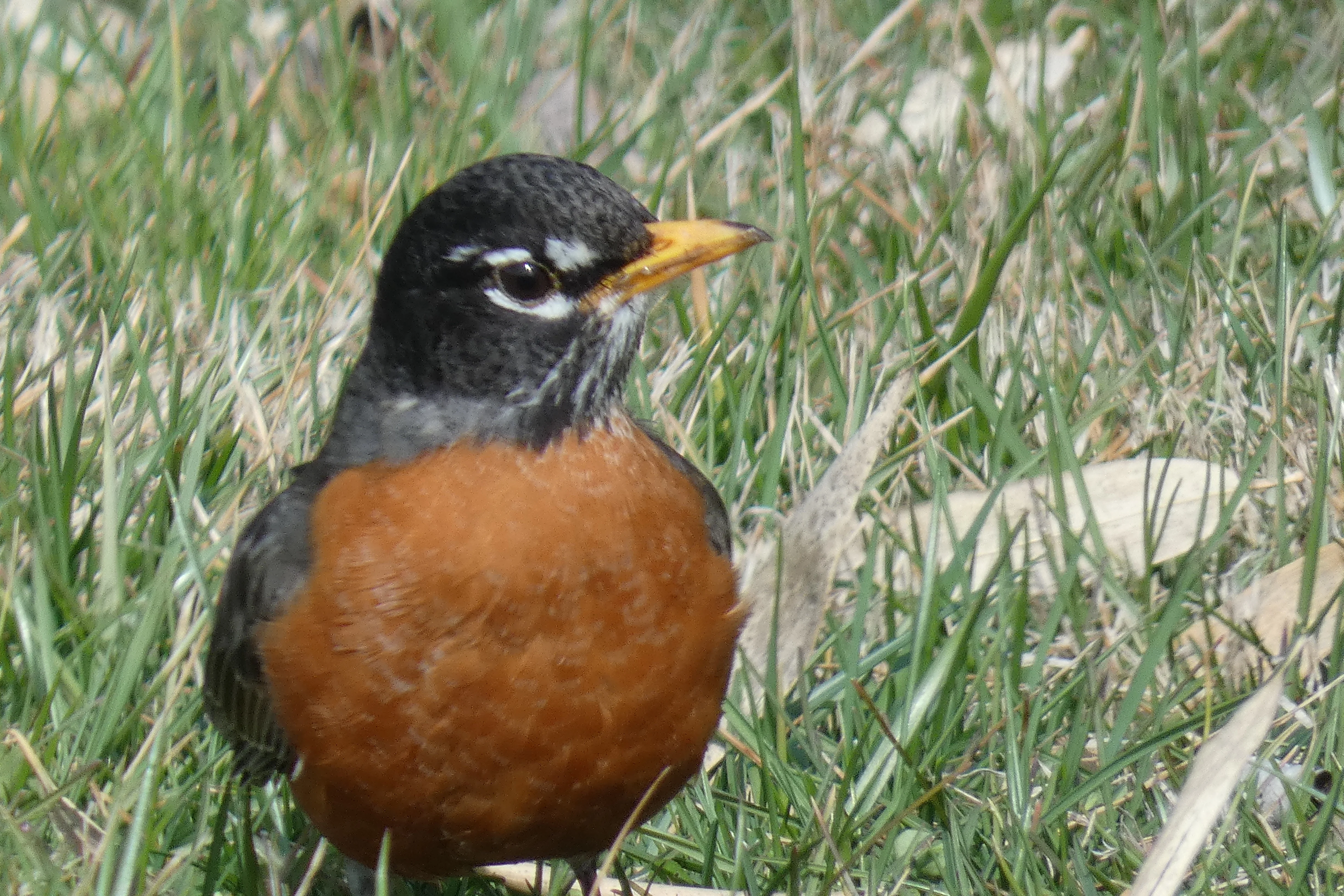Robin_2_03052023.webp
