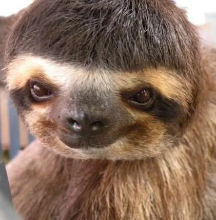 robins-sloth.webp