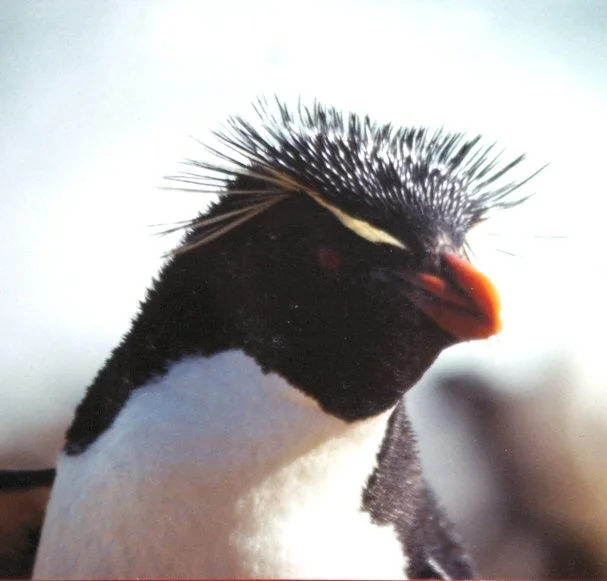 Rockhopper.webp