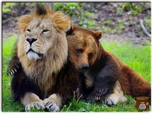 romance-i-love-you-dear-lion-and-bear_funnyzone.webp