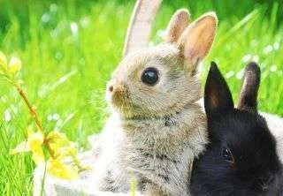 Roo and Pepsi.webp