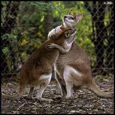 roo6.webp