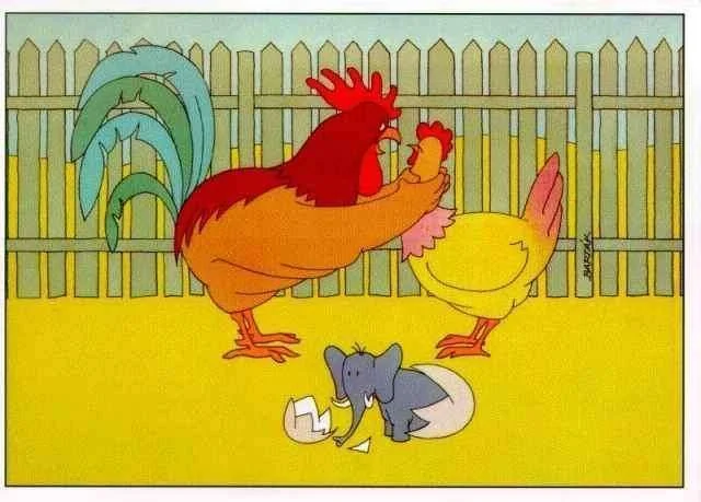 rooster.webp