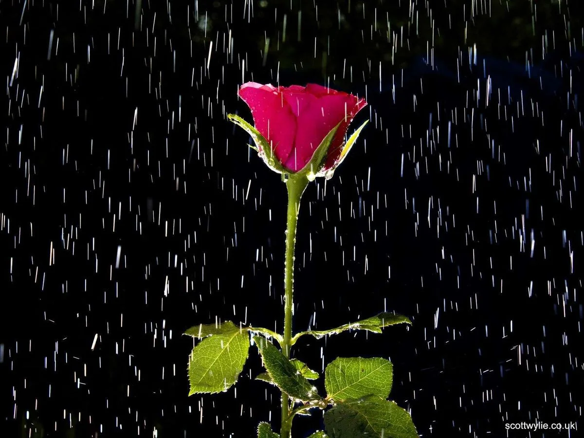 rose-and-rain-wallpapers_14791_1600x1200.webp