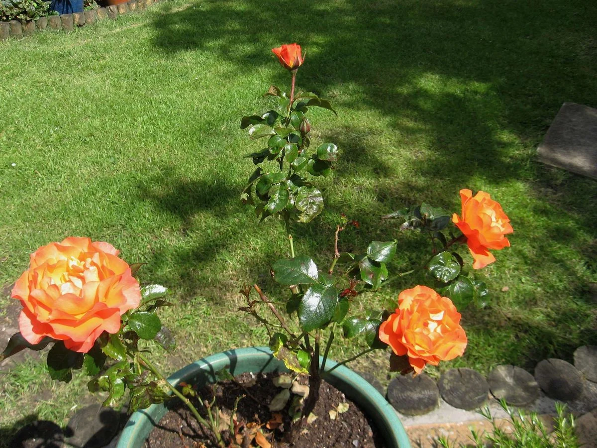 Rose bush 1.webp