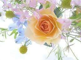 roses.webp