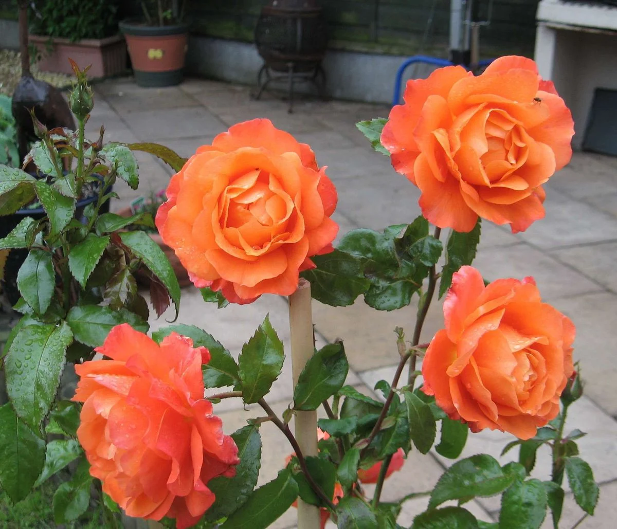 Roses.webp