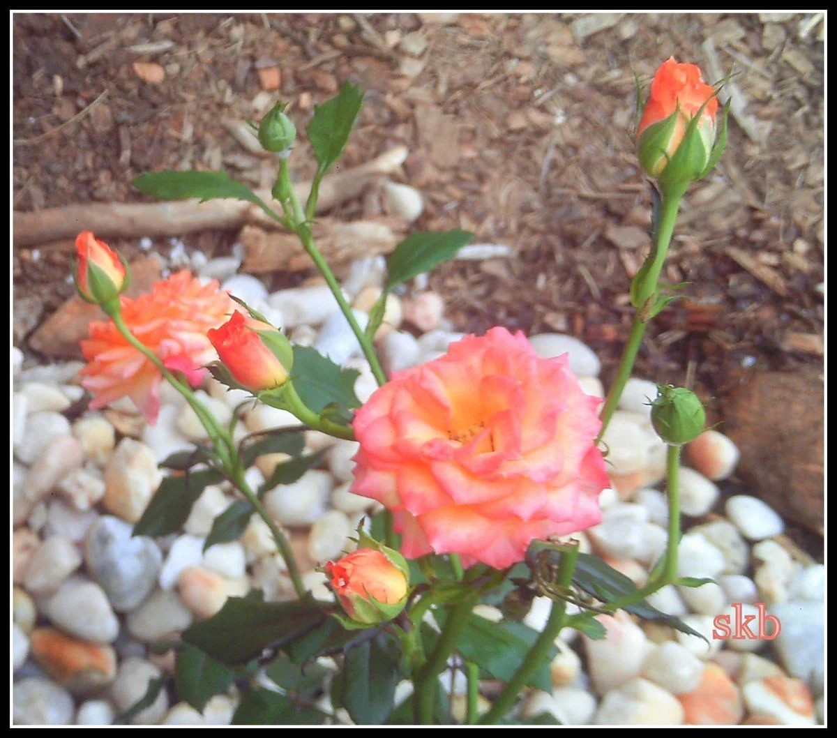 Rosie.webp