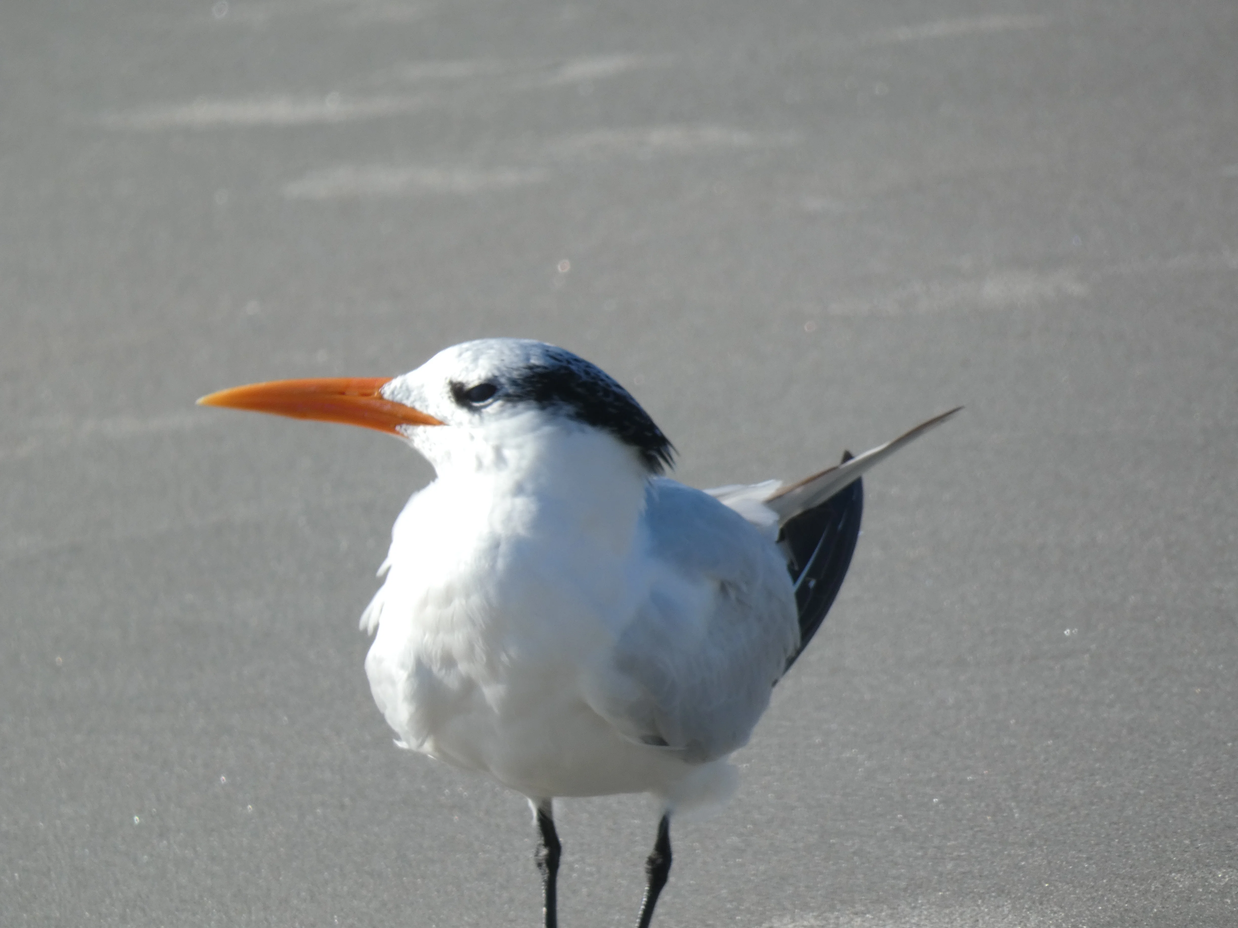 Royal Tern.webp