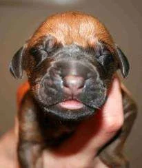 rrb pup.webp