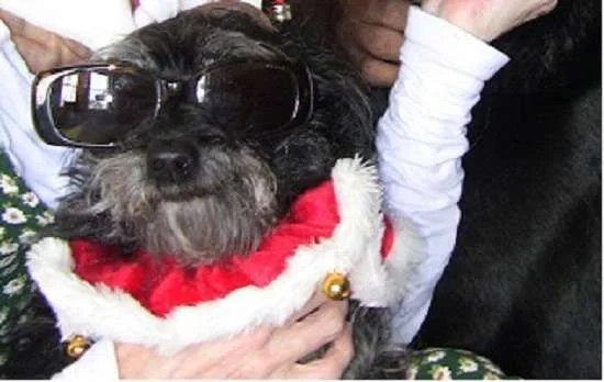 Rudi Christmas 2011.webp