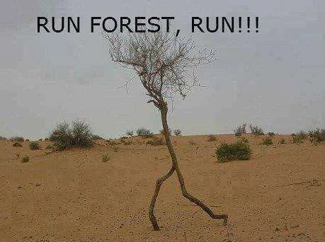 Run Forrest run.webp