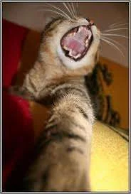 s-cat.webp