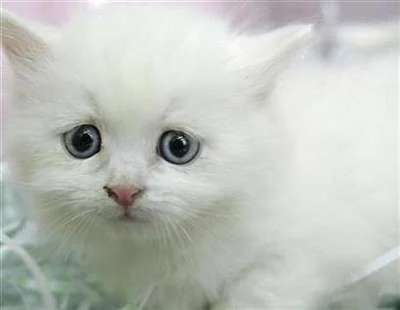 sad-kitteh.webp