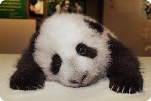 sadpanda.webp