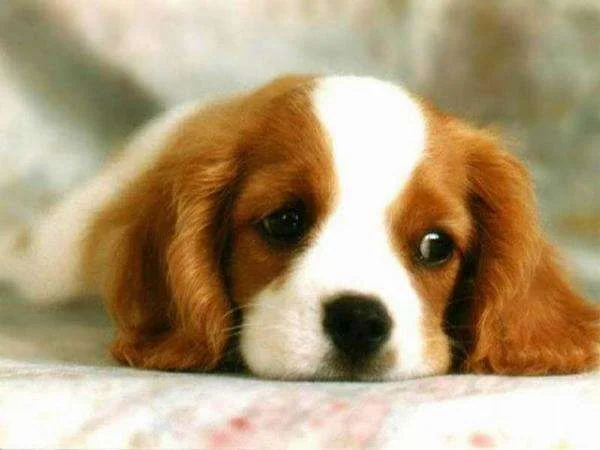 sadpuppy2.webp