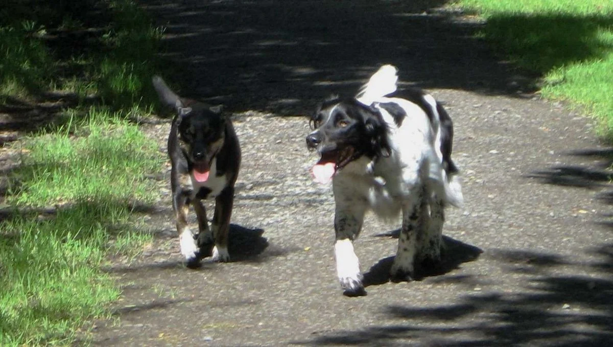 Saffi and Max.webp