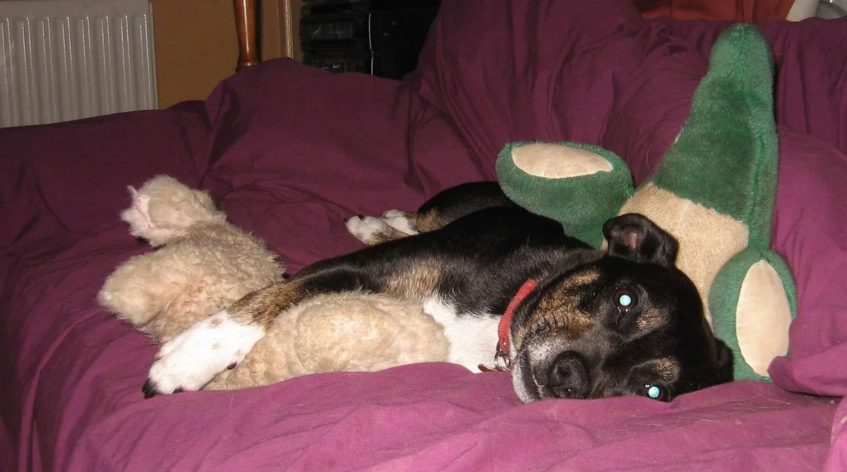 Saffi and teddies July 12.webp